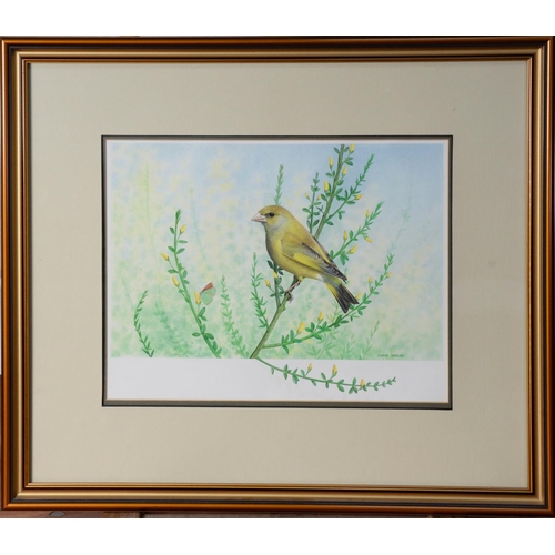 132 - CHRIS SHIELDS (TWENTIETH/ TWENTY FIRST CENTURY)PAIR OF GOUACHE AND WATERCOLOURS Each a bird perched ... 