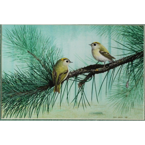 133 - CHRIS SHIELDS (TWENTIETH/ TWENTY FIRST CENTURY)GOUACHE Two small birds on a fir tree branch Signed a... 