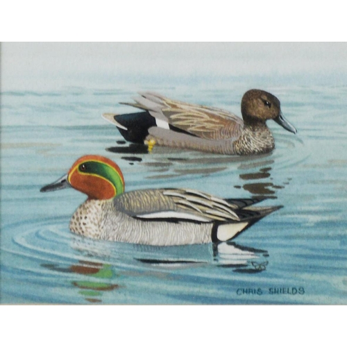 137 - CHRIS SHIELDS (TWENTIETH/ TWENTY FIRST CENTURY)PAIR OF GOUACHE DRAWINGS‘Male and Female Ducks’ Signe... 