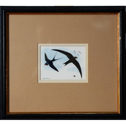 138 - CHRIS SHIELDS (TWENTIETH/ TWENTY FIRST CENTURY)TWO WATERCOLOURS Swallow in flight Signed lower left ... 