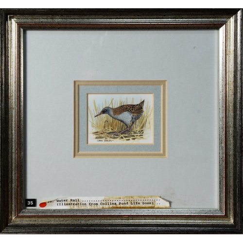 138 - CHRIS SHIELDS (TWENTIETH/ TWENTY FIRST CENTURY)TWO WATERCOLOURS Swallow in flight Signed lower left ... 