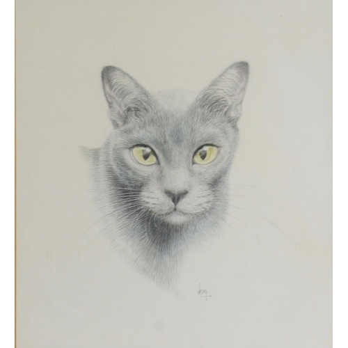 154 - JAMES LACY (TWENTIETH/ TWENTY FIRST CENTURY)PENCIL 'Blue Burmese' head of a cat, the eyes heightened... 