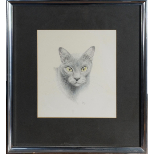 154 - JAMES LACY (TWENTIETH/ TWENTY FIRST CENTURY)PENCIL 'Blue Burmese' head of a cat, the eyes heightened... 