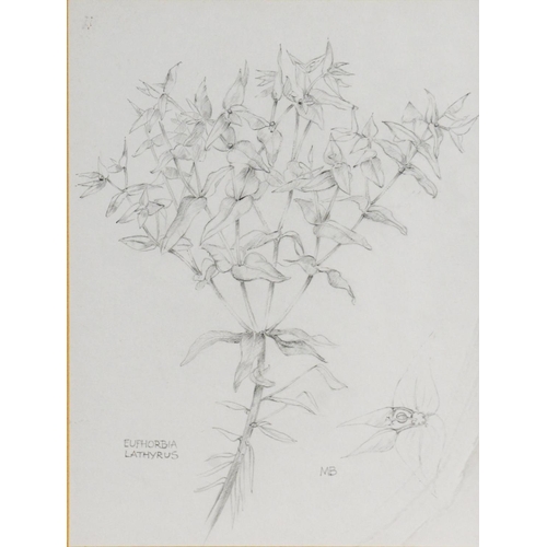 155 - MARGARET BROWN (TWENTIETH/ TWENTY FIRST CENTURY)PENCIL DRAWING ‘Euphorbia Lathyrus’ specimen plant S... 