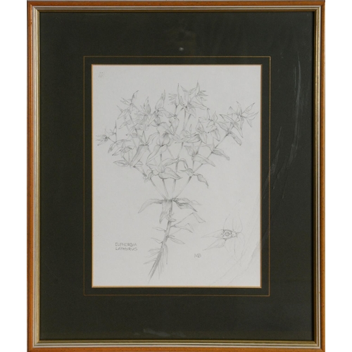 155 - MARGARET BROWN (TWENTIETH/ TWENTY FIRST CENTURY)PENCIL DRAWING ‘Euphorbia Lathyrus’ specimen plant S... 