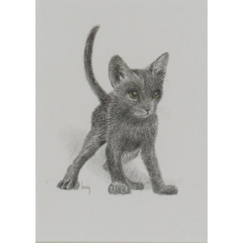 158 - JAMES LACY (TWENTIETH/ TWENTY FIRST CENTURY)PENCIL‘Shorthair Blue’, a kitten Signed lower left and l... 