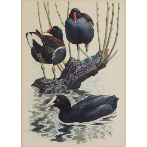 166 - RALPH WATERHOUSEARTIST SIGNED COLOUR PRINT Two gulls on nestSigned to the mount6 ¼” x 8 ¼” (15.9cm x... 