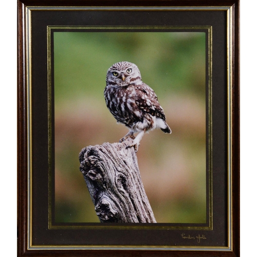 167 - GORDON YATES (TWENTIETH/ TWENTY FIRST CENTURY)SIX COLOUR PHOTOGRAPHIC PRINTS Barn owl with dead prey... 