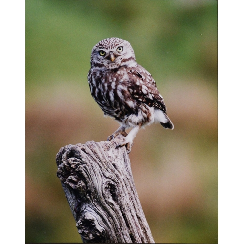 167 - GORDON YATES (TWENTIETH/ TWENTY FIRST CENTURY)SIX COLOUR PHOTOGRAPHIC PRINTS Barn owl with dead prey... 