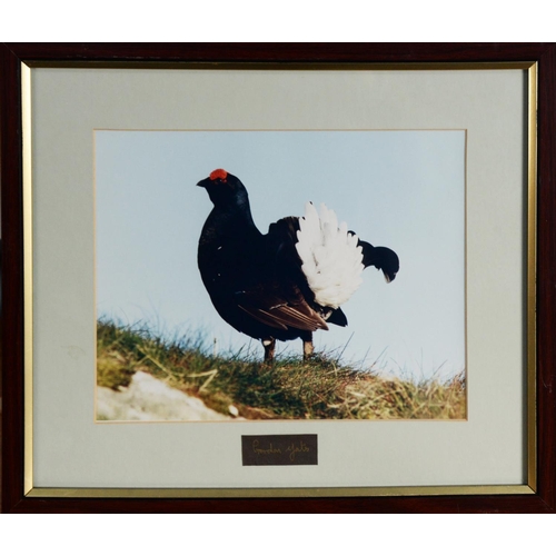 167 - GORDON YATES (TWENTIETH/ TWENTY FIRST CENTURY)SIX COLOUR PHOTOGRAPHIC PRINTS Barn owl with dead prey... 