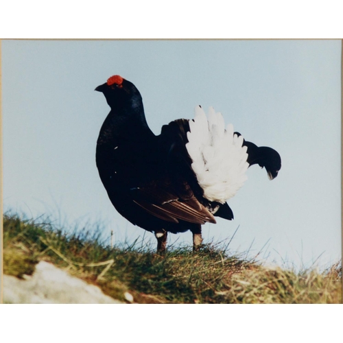 167 - GORDON YATES (TWENTIETH/ TWENTY FIRST CENTURY)SIX COLOUR PHOTOGRAPHIC PRINTS Barn owl with dead prey... 