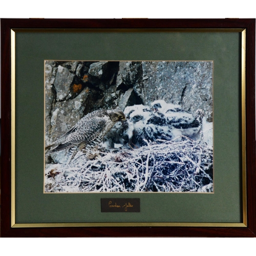 167 - GORDON YATES (TWENTIETH/ TWENTY FIRST CENTURY)SIX COLOUR PHOTOGRAPHIC PRINTS Barn owl with dead prey... 