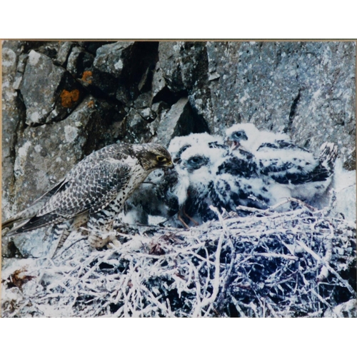 167 - GORDON YATES (TWENTIETH/ TWENTY FIRST CENTURY)SIX COLOUR PHOTOGRAPHIC PRINTS Barn owl with dead prey... 