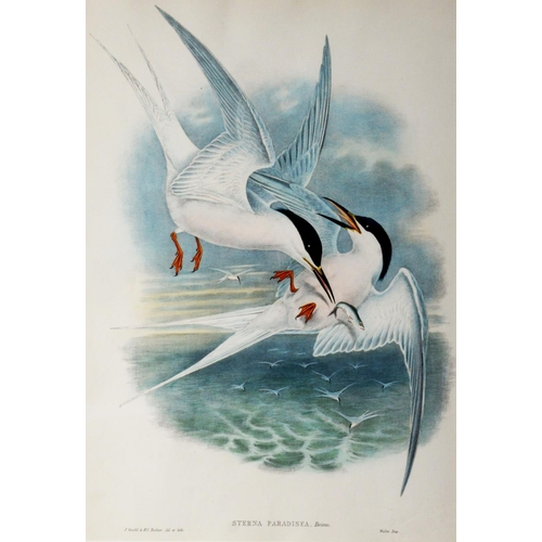 165 - J. GOULD & H C RICHTER (Artist and lithographer)TWO COLOURED LITHOGRAPHS ‘Pelindna Cinclus in Su... 