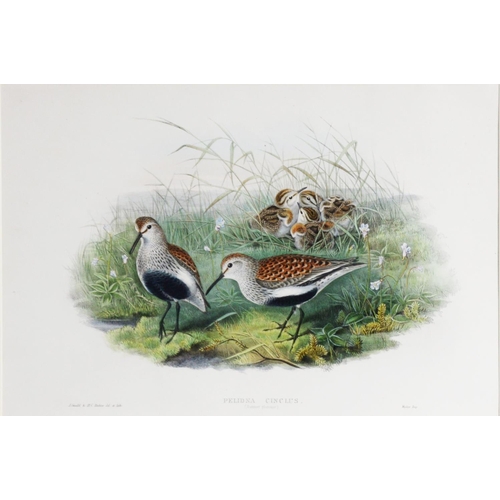 165 - J. GOULD & H C RICHTER (Artist and lithographer)TWO COLOURED LITHOGRAPHS ‘Pelindna Cinclus in Su... 