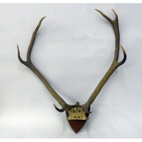 170 - PAIR OF SIKA DEER FOUR POINT ANTLERS, mounted on a small oak wall shield