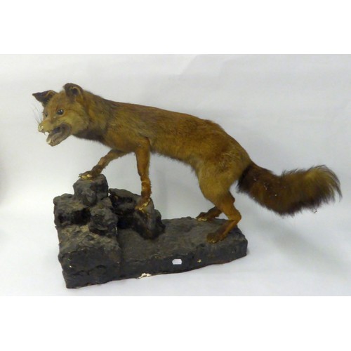 171 - TAXIDERMIC SPECIMEN OF A FOX, depicted climbing a rocky base