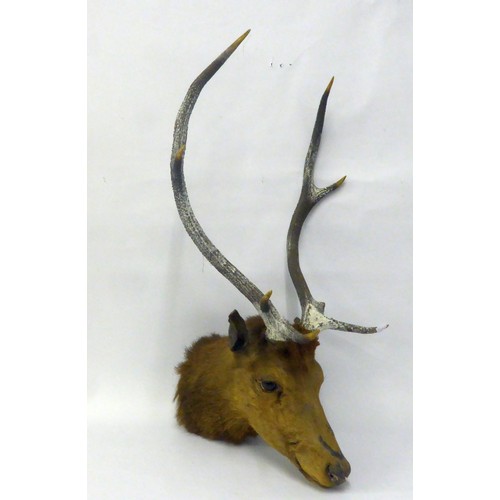 172 - TAXIDERMIC SPECIMEN OF A STAG'S HEAD, with four point antlers