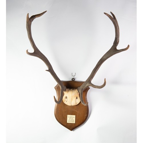 361 - DEER ANTLERS MOUNTED ON A WOODEN SHIELD, applied with an ivorine tablet, inscribed 'No 2 Kingairloch... 