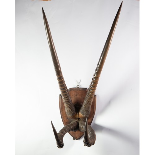 362 - PAIR OF IBEX HORNS and also A PAIR OF ANTELOPE HORNS, both mounted on a wooden shield