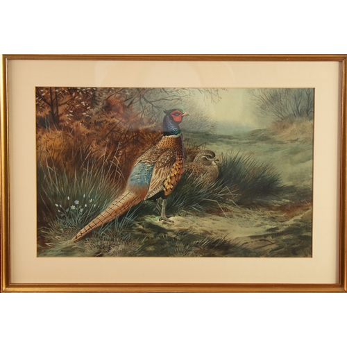 243 - C DAVID JOHNSTON (Modern) WATERCOLOUR Two pheasants Signed & dated 1978 lower left 13