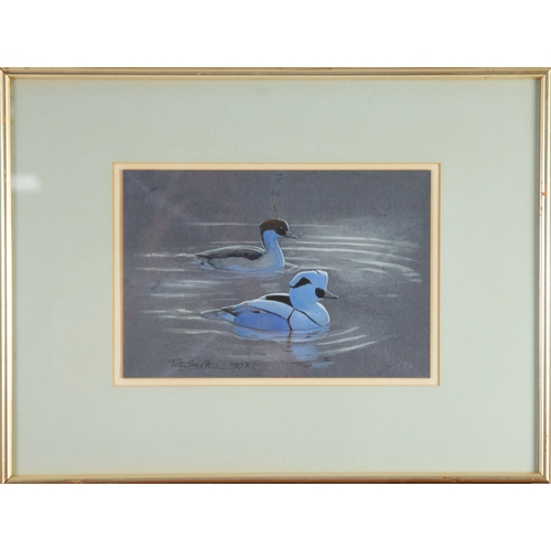 296 - PETER MARKHAM SCOTT (1909-1989)GOUACHE ON GREY-TONED PAPERTwo male and female Smew (Mergus Albellus)... 