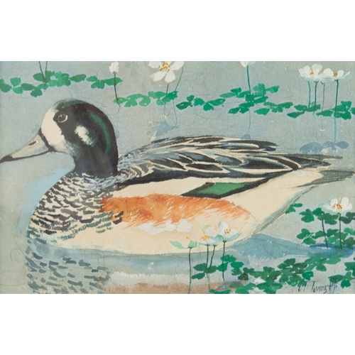 260 - CHARLES FREDERICK TUNNICLIFFE (1901-1979)WATERCOLOUR ‘Chiloe Wigeon from South America’ Signed, titl... 