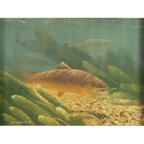 235 - DAVID MILLER (1966) OIL ON BOARD‘Brown Trout’ Signed and dated (19)97, unsigned five line inscriptio... 