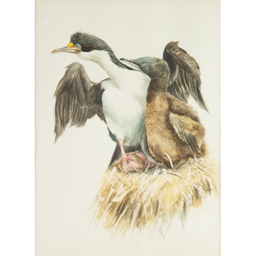 277 - UNA HURST (1952) WATERCOLOUR‘King shag & young, Falkland Islands’ Signed and titled 15 ½” x 11 ½... 