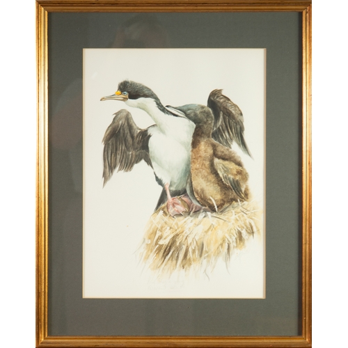 277 - UNA HURST (1952) WATERCOLOUR‘King shag & young, Falkland Islands’ Signed and titled 15 ½” x 11 ½... 