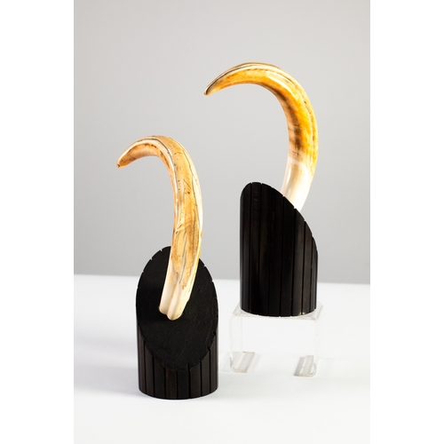 41 - PAIR OF WARTHOG TUSKS MOUNTED ON ANGLED CYLINDRICAL DARK STAINED WOOD BASES, 10” (25.4cm) high, (2)