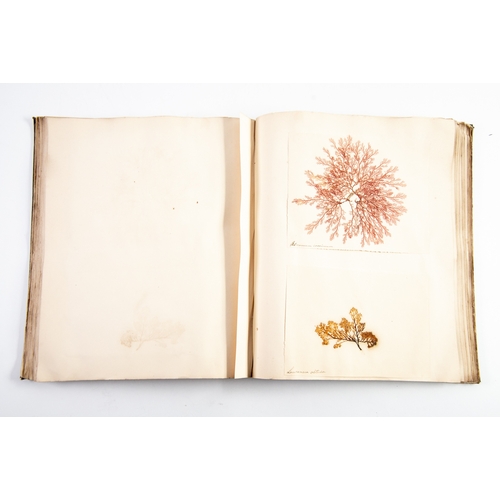 49 - A Victorian, botanical, specimen album housing various pressed and preserved AQUATIC plants, Seaweed... 