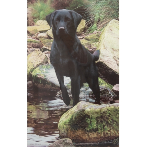 435 - STEVEN TOWNSEND (b.1955)ARTIST SIGNED LIMITED EDITION COLOUR PRINT'Logo-Black Lab'Numbered 304/950, ... 