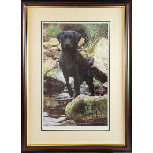 435 - STEVEN TOWNSEND (b.1955)ARTIST SIGNED LIMITED EDITION COLOUR PRINT'Logo-Black Lab'Numbered 304/950, ... 