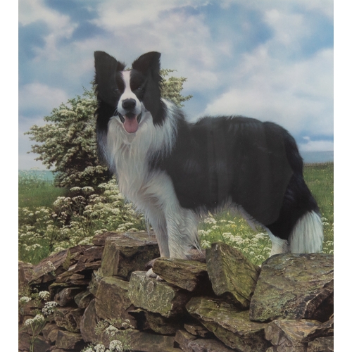 436 - STEVEN TOWNSEND (b.1955)ARTIST SIGNED LIMITED EDITION COLOUR PRINT'Trooper-Border Collie'Numbered 56... 