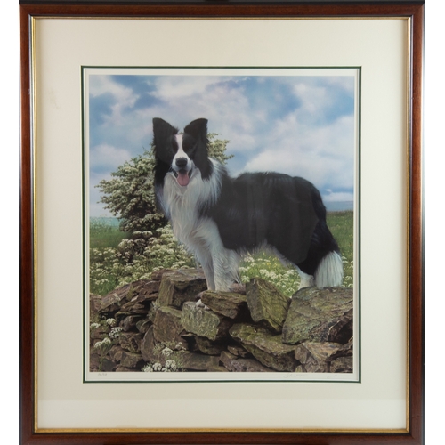 436 - STEVEN TOWNSEND (b.1955)ARTIST SIGNED LIMITED EDITION COLOUR PRINT'Trooper-Border Collie'Numbered 56... 