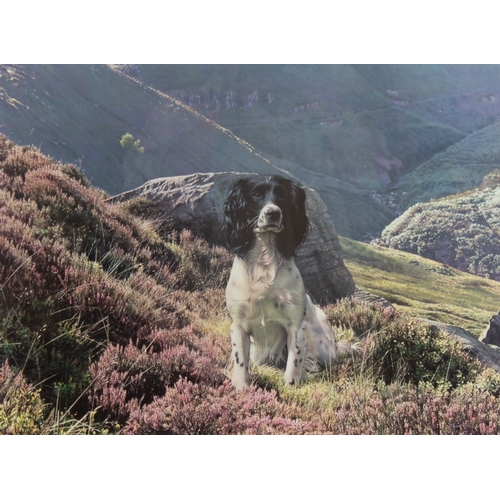 439 - STEVEN TOWNSEND (b.1955)ARTIST SIGNED LIMITED EDITION COLOUR PRINT'Hawk-English Springer Spaniel'Num... 