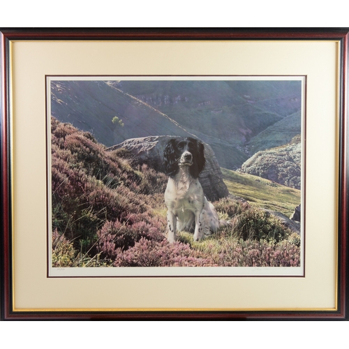 439 - STEVEN TOWNSEND (b.1955)ARTIST SIGNED LIMITED EDITION COLOUR PRINT'Hawk-English Springer Spaniel'Num... 