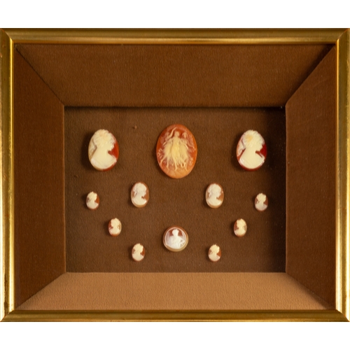 56 - SHELL CAMEOS: A wall case of 19th century shell carved cameos, mainly of female busts facing dexter ... 