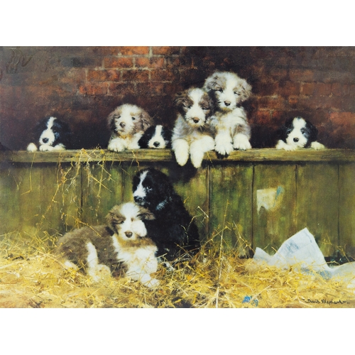 320 - DAVID SHEPHERD ARTIST SIGNED LIMITED EDITION COLOUR PRINT ‘Muffin’ (612/850) 5 ¼” x 5 ¼” (13.3cm x 1... 