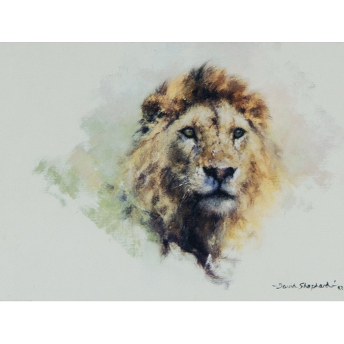 321 - DAVID SHEPHERDTWO ARTIST SIGNED LIMITED EDITION COLOUR PRINTS OF LIONS ‘Cool Cats’ (96/850)9” x 16” ... 