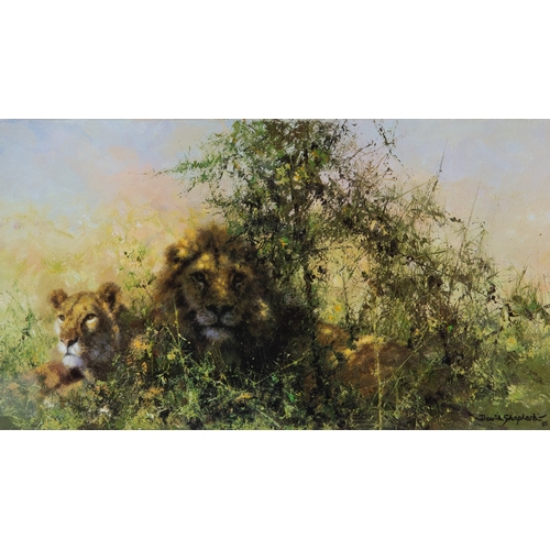 321 - DAVID SHEPHERDTWO ARTIST SIGNED LIMITED EDITION COLOUR PRINTS OF LIONS ‘Cool Cats’ (96/850)9” x 16” ... 