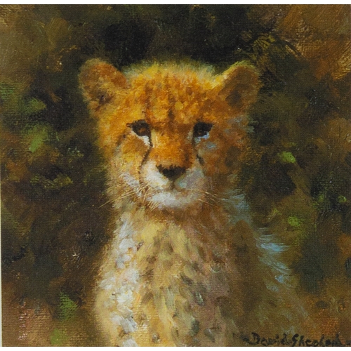 322 - DAVID SHEPHERD PAIR OF ARTIST SIGNED LIMITED EDITION COLOUR PRINTS OF WILD CATS Untitled (641/850)4 ... 