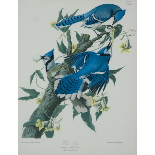 293 - TWO COLOUR PRINTS OF BIRDS FROM FOLIOS WILLIAM MATTHEW HART‘Prince Rudolph’s Bird of Paradise’, Plat... 