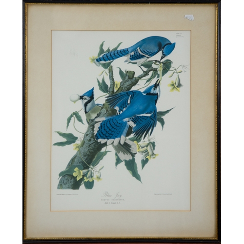 293 - TWO COLOUR PRINTS OF BIRDS FROM FOLIOS WILLIAM MATTHEW HART‘Prince Rudolph’s Bird of Paradise’, Plat... 