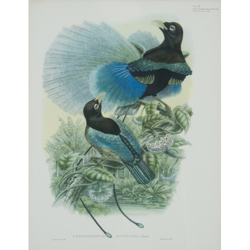 293 - TWO COLOUR PRINTS OF BIRDS FROM FOLIOS WILLIAM MATTHEW HART‘Prince Rudolph’s Bird of Paradise’, Plat... 