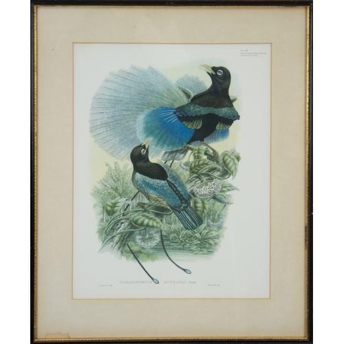 293 - TWO COLOUR PRINTS OF BIRDS FROM FOLIOS WILLIAM MATTHEW HART‘Prince Rudolph’s Bird of Paradise’, Plat... 