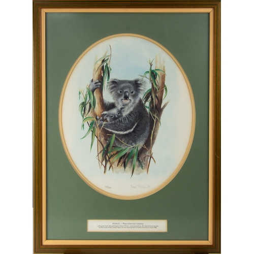 297 - NINON PHILIPS ARTIST SIGNED LIMITED EDITION COLOUR PRINT‘Koala’ (113/300) 14 ¾” x 11 ¾” (37.4cm x 29... 