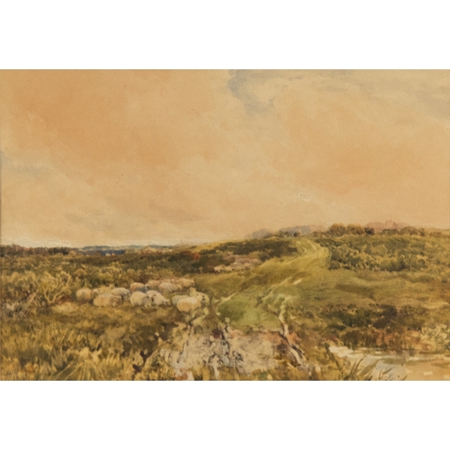 Lot 55        