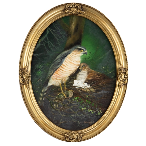 172 - JOHN HASSALL (1944-2020)SET OF FIVE OVAL OILS ON CANVAS BRITISH WILDLIFE:Fox, Stag, Squirrels, Badge... 